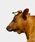 responsive img